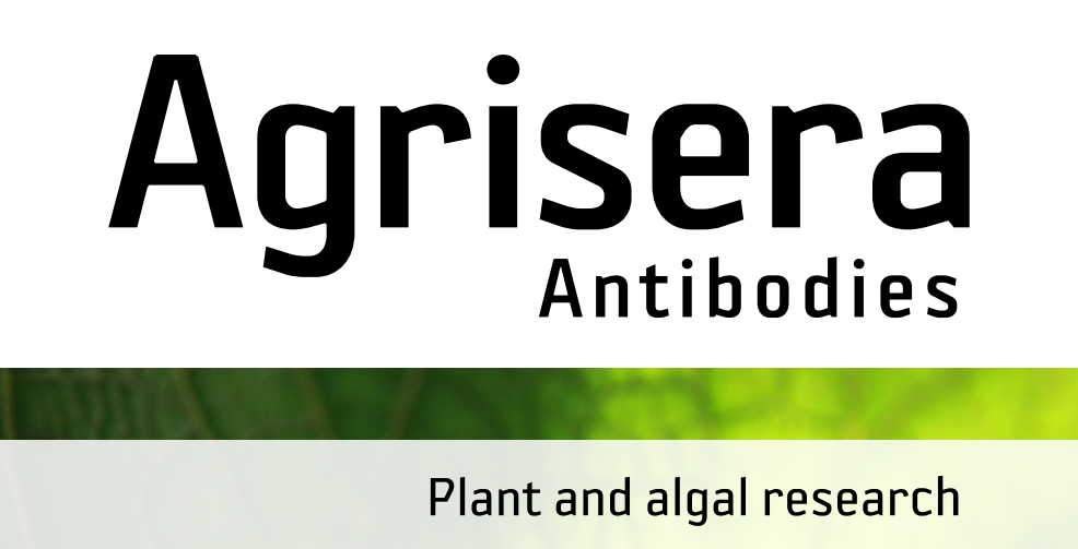 Agrisera MicroRNA相關(guān)研究植物蛋白抗體火熱促銷中！